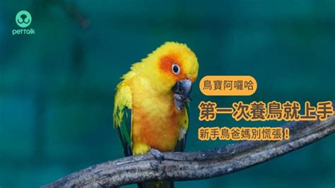 可以養的鳥|【鳥寶阿囉哈】第一次養鳥就上手，新手鳥爸媽別慌。